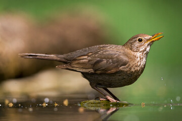 Merel, European Blackbird, Turdus merula