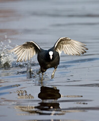 Meerkoet, Eurasian Coot, Fulica atra