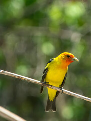 Western Tanager in Southeastern Idaho in summer in trees
