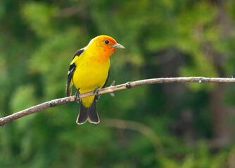 Western Tanager in Southeastern Idaho in summer in trees