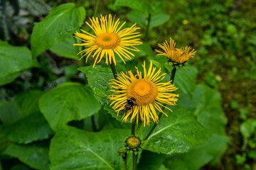 yellow flowers of Telekia speciosa blooming in summer.