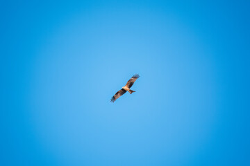 The bird of prey Black Kite flying in blue Sky