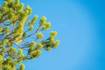 A branch of pine with green needles