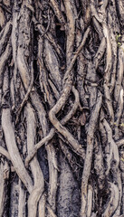 Old ivy trunks are intertwined with the wooden trunk of the tree.