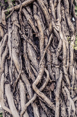 Old ivy trunks are intertwined with the wooden trunk of the tree.