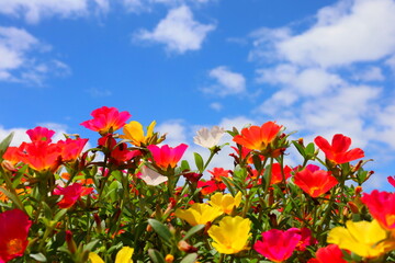 flowers and blue sky