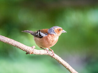 Common chaffinch, Fringilla coelebs, sits on a branch in spring on green background. Common chaffinch in wildlife.