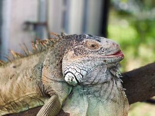 close up of iguana