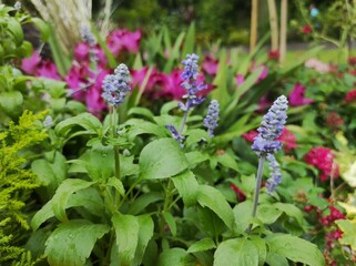 Salvia farinacea is a species of plant in the family Lamiaceae