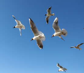 A flock of seagulls in flight against a sky.