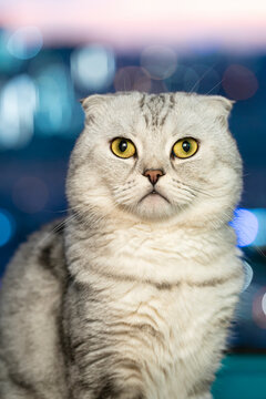 Adult cat fold-eared Scotsman close-up against a blurred background of the city. High quality photo