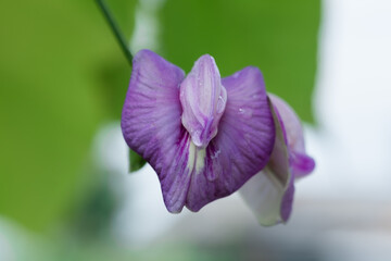 Butterfly pea flower. (Scientific name Centrosema Pubescens Benth.) macro shoot