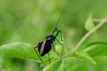 Assassin bug (Sycanus Croceovittatus) on the branch. Insect.