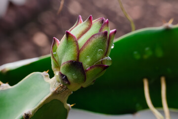Dragon fruit flower bud on blurred background, macro shoot