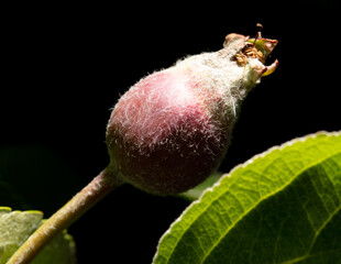 Small spring apple on a black background.