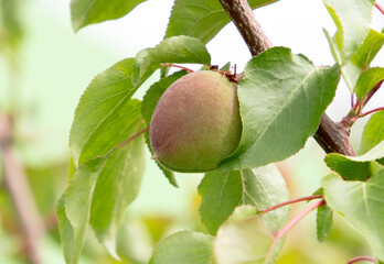 Green apricot fruits on a tree
