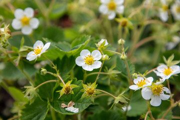 White flowers on strawberries in nature.