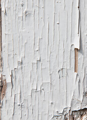 Old wooden board painted with white paint as an abstract background.