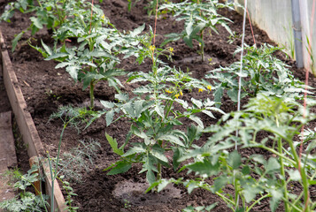 Tomato plants in a greenhouse.