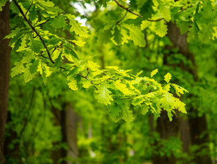 Fototapeta na wymiar Green leaves on a tree in nature
