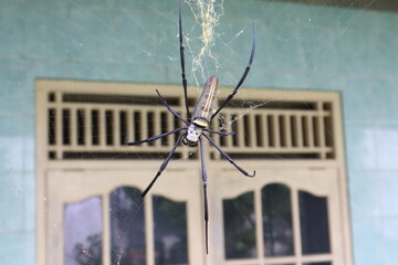 Closeup on a cross spider, also called european garden spider sitting in a spider web