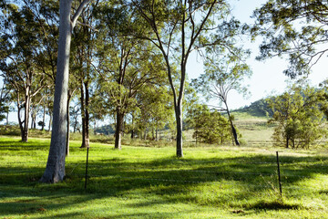 Australian gum trees in Esk