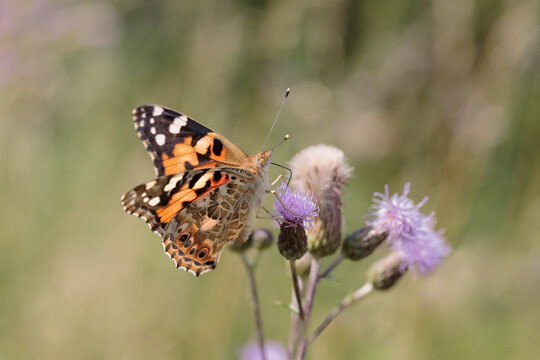 Painted lady butterfly (Vanessa cardui).