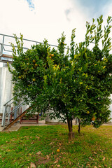 A lemon tree in cloudy sky, Mudgee Australia