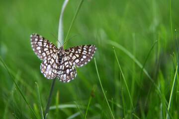 Brown white spotted butterfly closeup macro butterfly stands on the grass blurred background