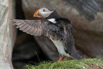 Cute atlantic puffin - Fratercula arctica - standing on stone with spread wings with rocks of cliff in background. Photo from Hornoya Island in Norway.