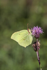 Common brimstone butterfly (Gonepteryx rhamni).