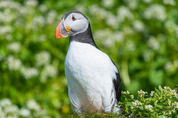Cute atlantic puffin - Fratercula arctica - with green fresh grass in background. Photo from Hornoya Island in Norway.