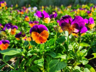 Viola cornuta, known as horned pansy or horned violet, is a species of flowering plant in the violet family Violaceae