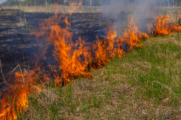 Burning old dry grass in garden. Flaming dry grass on a field. Forest fire. Stubble field is burned by farmer. Fire in the Field
