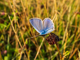 Close-up of the adult common blue butterfly or European common blue (Polyommatus icarus) sitting on a grass stem surrounded with vegetation