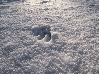 Close-up of a single perfect footprint of roe deer (Capreolus capreolus) on the ground covered with...