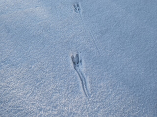 Close-up of a perfect footprints of roe deer (Capreolus capreolus) on the ground covered with soft snow in winter