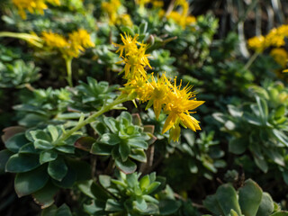A spreading succulent (Sedum compressum) with multiple branching stems, that form rosettes of fleshy, grey-green leaves with pointed tips. Flowers are yellow, produced in clusters in spring