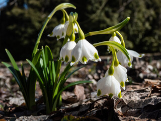 The spring snowflakes - Leucojum vernum - with single white flowers with greenish marks near the tip of the tepal flowering in early spring. Spring floral garden scenery