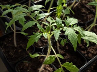 Macro shot of green tomato plant seedlings growing in a pot on the window sill in sunlight. Vegetable seedling in pot. Indoor gardening and germinating seedlings