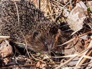 Close-up shot of the adult European hedgehog (Erinaceus europaeus) with focus on face and eye in spring awaken after winter. Beautiful animal and forest scenery
