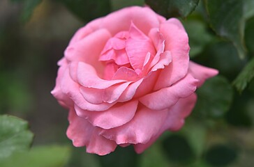 gardening. hybrid tea rose of the Queen Elizabeth variety on a green background on a summer day