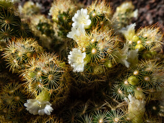 Macro shot of the gold lace cactus or ladyfinger cactus (Mammillaria elongata) with yellow and brown spines flowering with white and yellow flowers