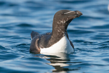 Obraz premium Razorbill - Alca torda - swimming in blue water. Photo from Hornoya Island in Norway.