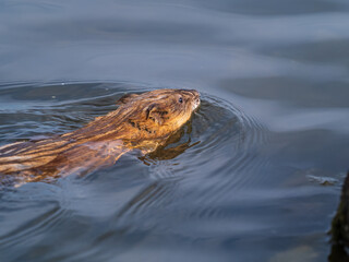 Muskrat, Ondatra zibethicuseats swiming at the surface of the lake water.