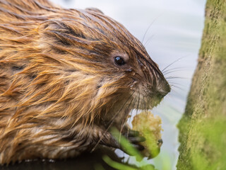 Wild animal Muskrat, Ondatra zibethicuseats, eats on the river bank