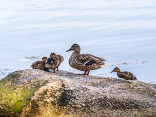 Adult duck with many ducklings sits on green shore of pond