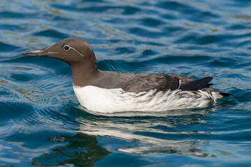 Common murre or common guillemot - Uria aalge - swimming in blue water of Barents Sea.. Photo from Hornoya Island in Norway.