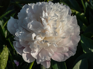 Peony (Paeonia lactiflora) 'Cornelia Shaylor' flowering with flesh-white and pale rose-colored flowers in summer