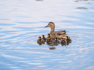 A family of ducks, a duck and its little ducklings are swimming in the water. The duck takes care of its newborn ducklings. Mallard, lat. Anas platyrhynchos